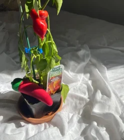 Émojibateur piment